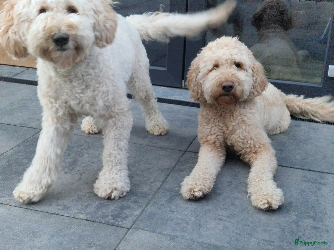 Australian Labradoodle honden te koop: Australian labradoodle pups te reserveren  - Advertentie 14