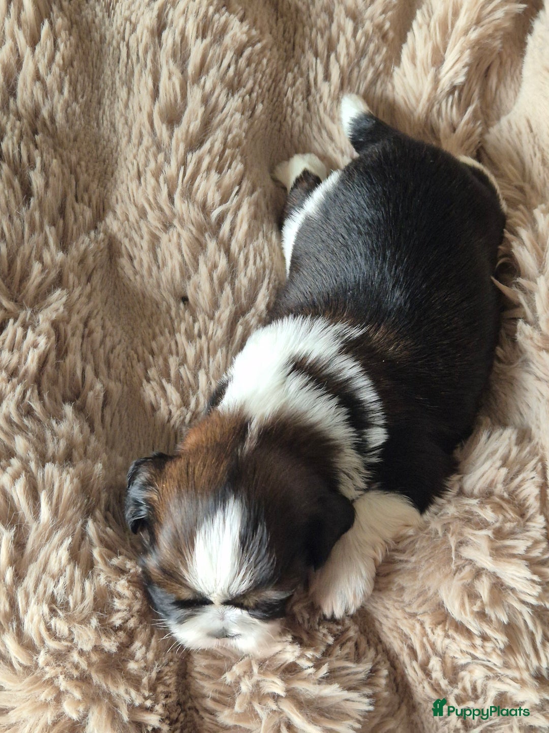 Shih Tzu honden te koop: Shih tzu pups  in Espel - Afbeelding 5