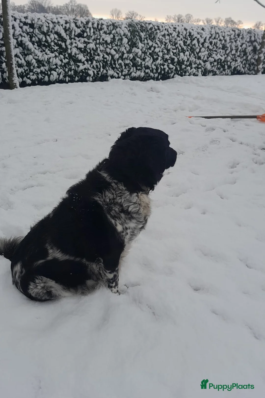Friese Stabij honden te koop: Mooie Friese Stabij pups - Advertentie 6