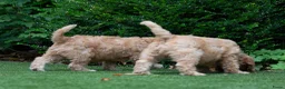 Australian Labradoodle honden te koop: Medium Australian Labradoodle puppy's - Advertentie 8