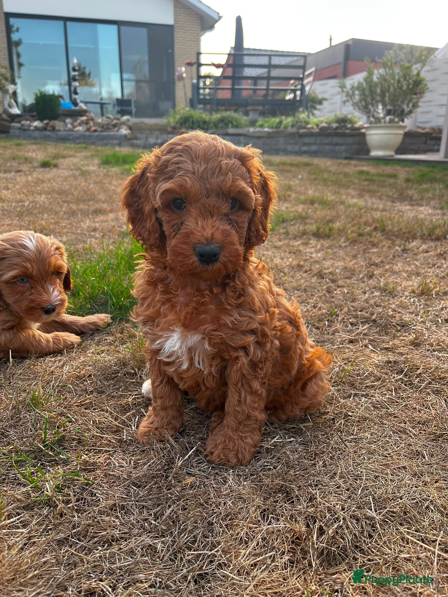 Kruising honden Prachtig nestje medium labradoodles - Advertentie 2