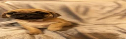 Mopshond honden te koop: Schattige Mopshond puppy’s  - Advertentie 2