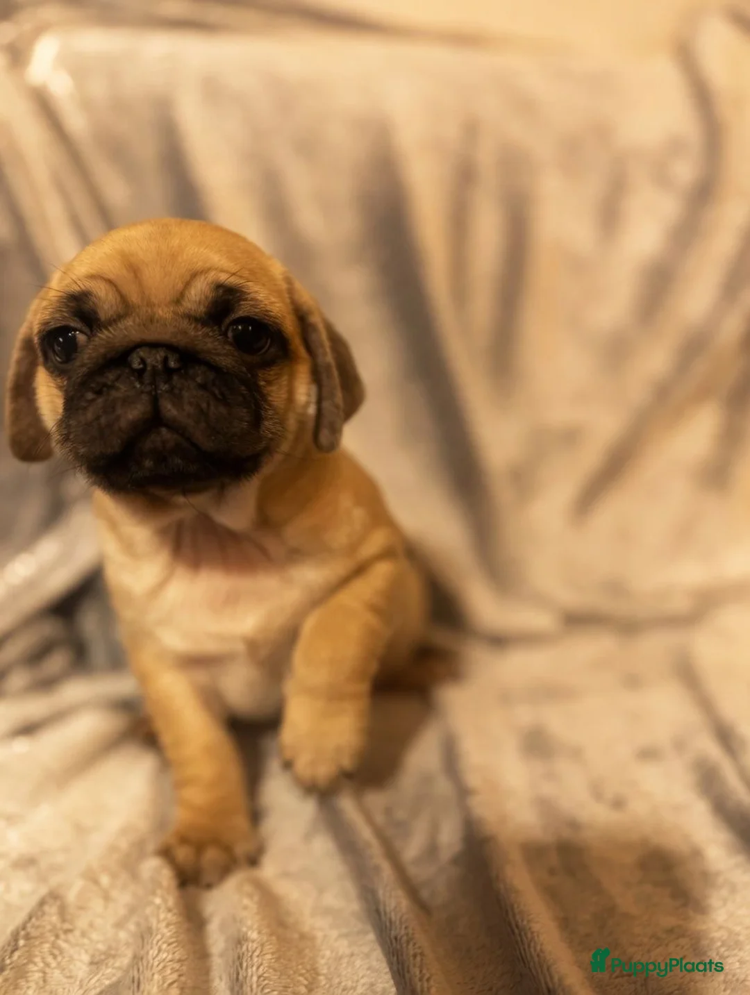 Mopshond honden te koop: Schattige Mopshond puppy’s  - Advertentie 2