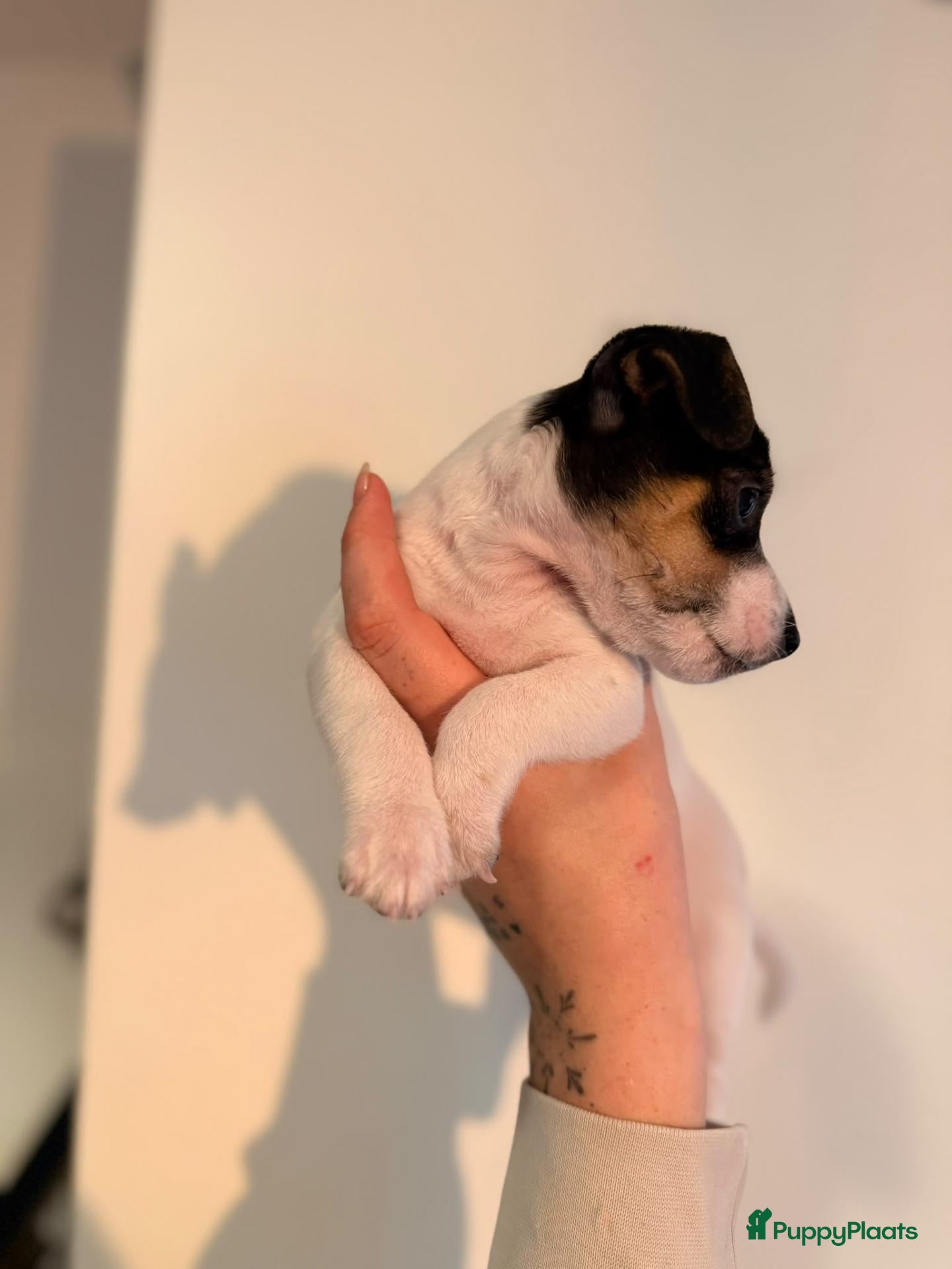 Jack Russel Terriër honden Jack Russels  - Advertentie 2