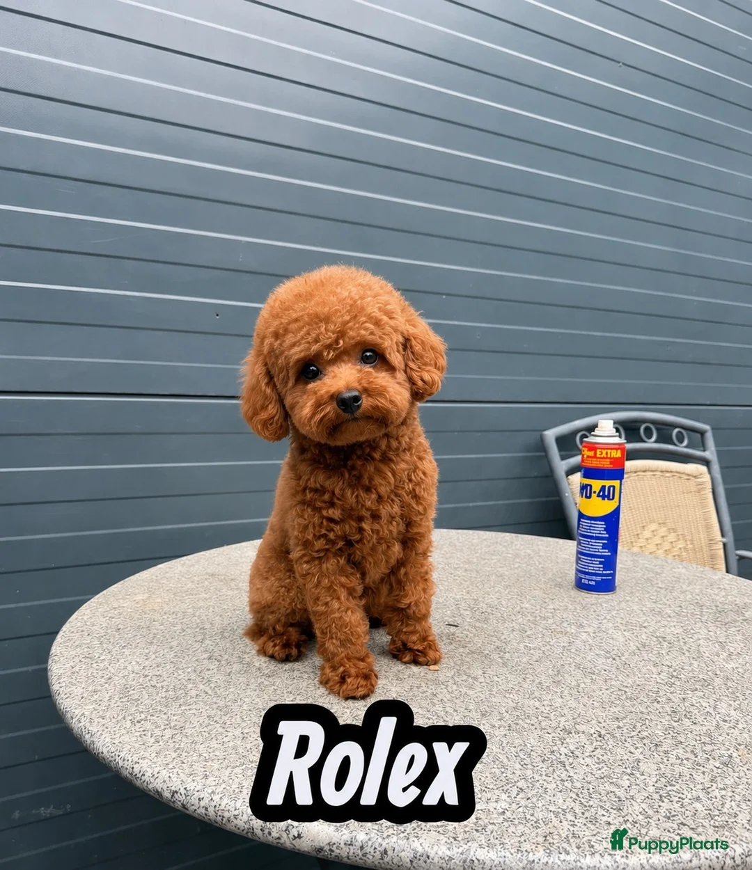 Poedel Toy honden ter dekking: kleine toy poedel dekreu donker rood rocky - Advertentie 1