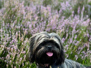 Shihpoo honden Shih Tzu / Shih Tzu Toypoedel - Advertentie 5