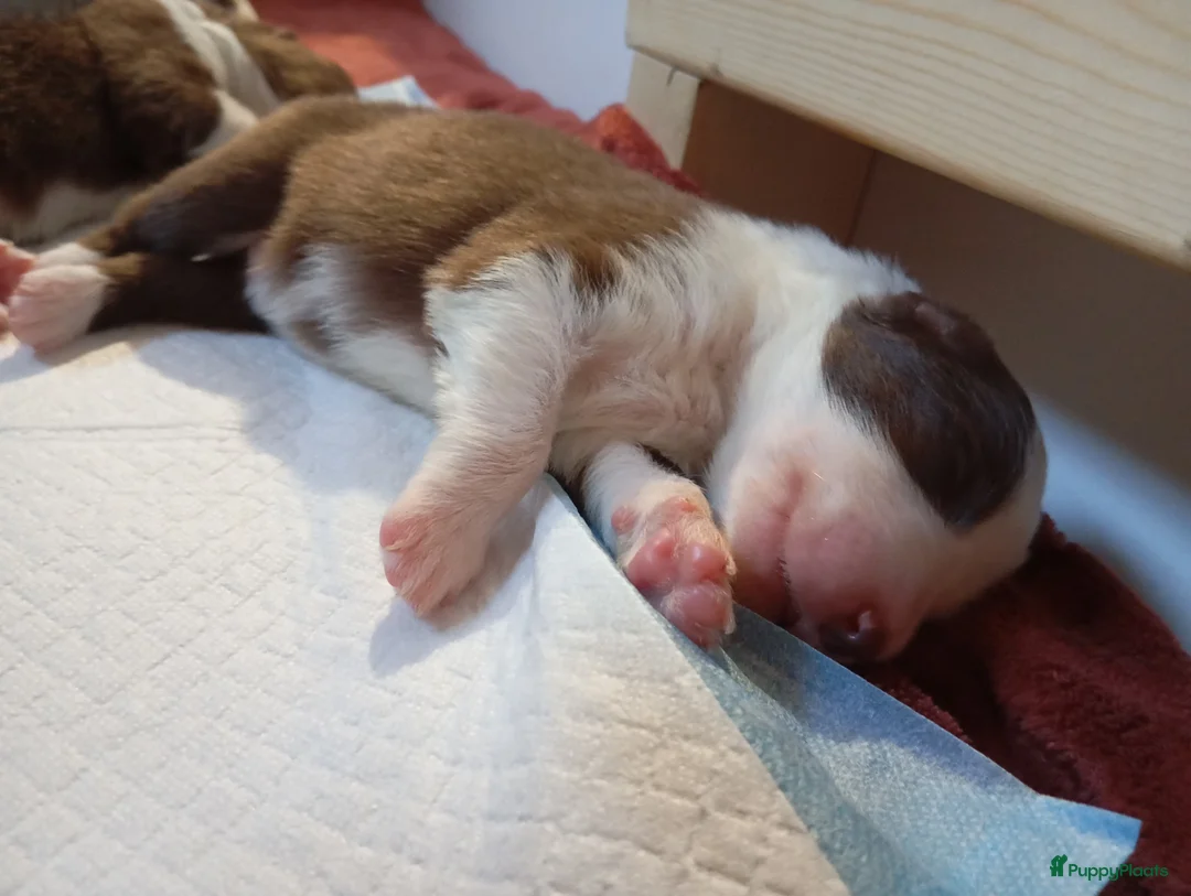 Australian Shepherd honden te koop: 10 prachtige Australische herder pups! - Advertentie 18