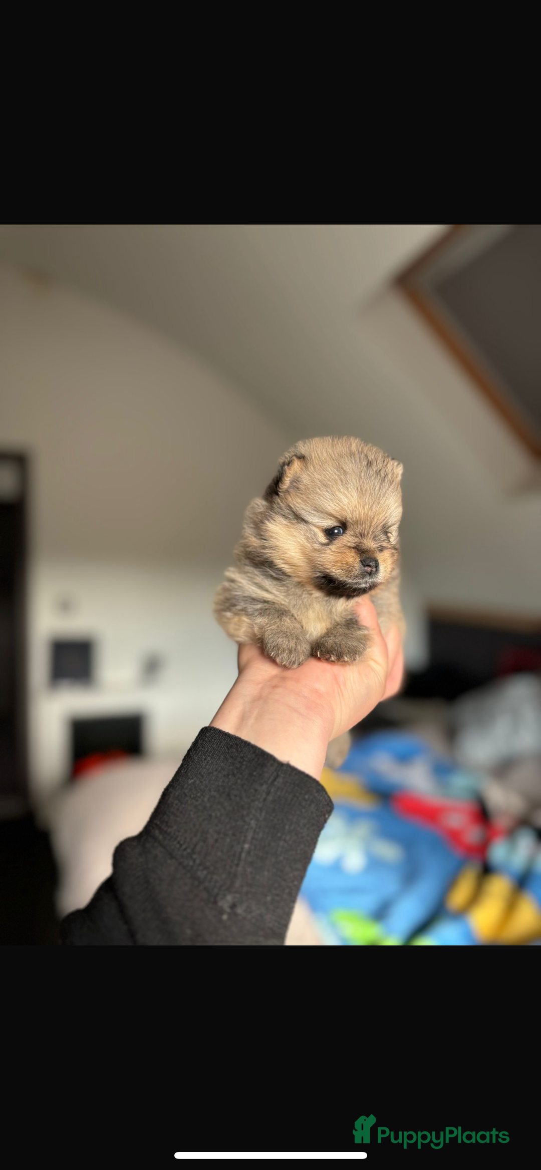 Pomeriaan honden te koop: Pomeriaan pups  - Afbeelding 12