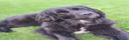 Kruising honden te koop: Pup Newfoundlander x Leonberger reutje - Advertentie 17