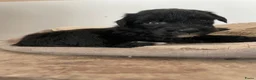 Aussiedoodle honden te koop: Aussiedoodle Aussie/Toy poedel - Advertentie 13