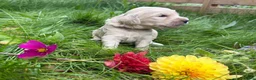 Labradoodle honden te koop: Labradoodles te koop - Advertentie 4