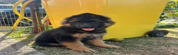 Duitse Herder honden te koop: Duitse herder puppy’s - Advertentie 11