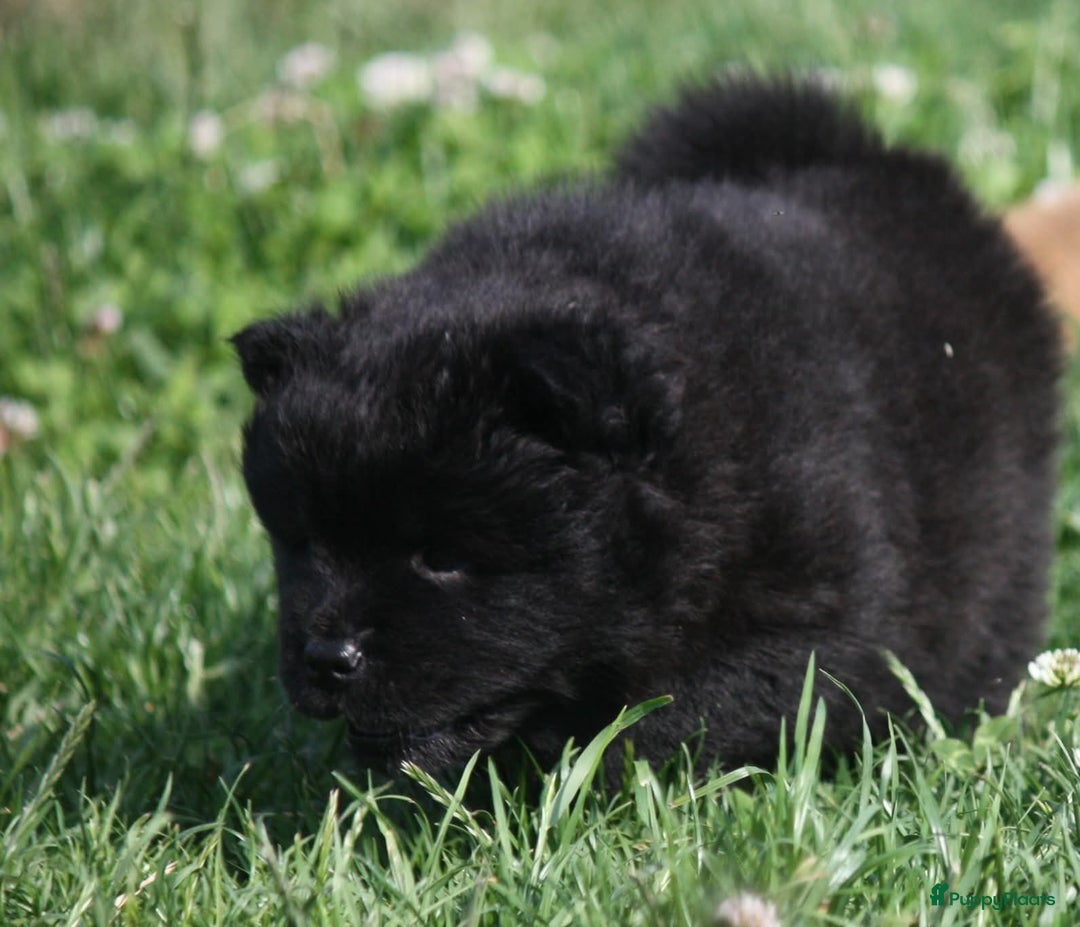 Chow Chow honden te koop: Chow Chow pups - Afbeelding 15