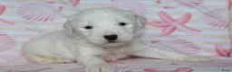 Tibetaanse Terriër honden te koop: Tibetaanse terrier pups met stamboom  - Advertentie 6