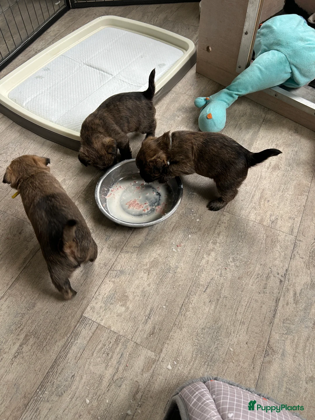 Cairn Terriër honden te koop: Cairn Terriër reutje gestroomd - Advertentie 4