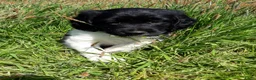 Friese Stabij honden te koop: Mooi getekende Friese Stabij pups(reutjes) - Advertentie 5