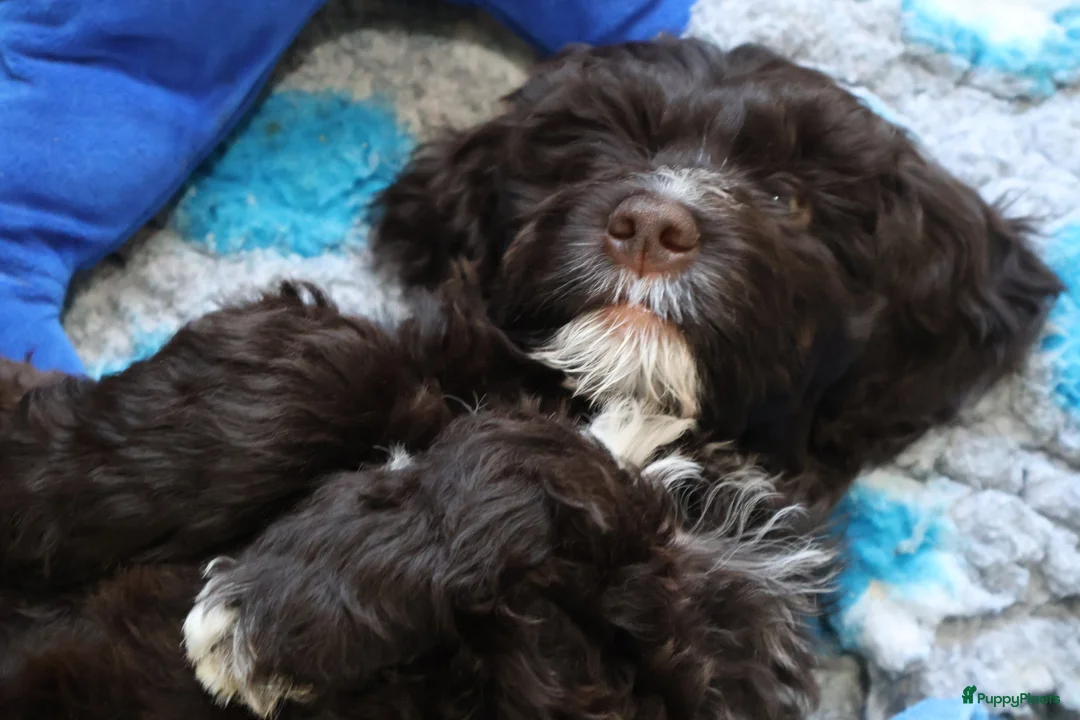 Barbet honden te koop: Hazel zoekt haar gouden mandje - Advertentie 5