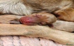 Labrador Retriever honden te koop: RED FOX/BLONDE LABRADORS  GELEGENHEIDS NESTJE ♥️ - Afbeelding 9