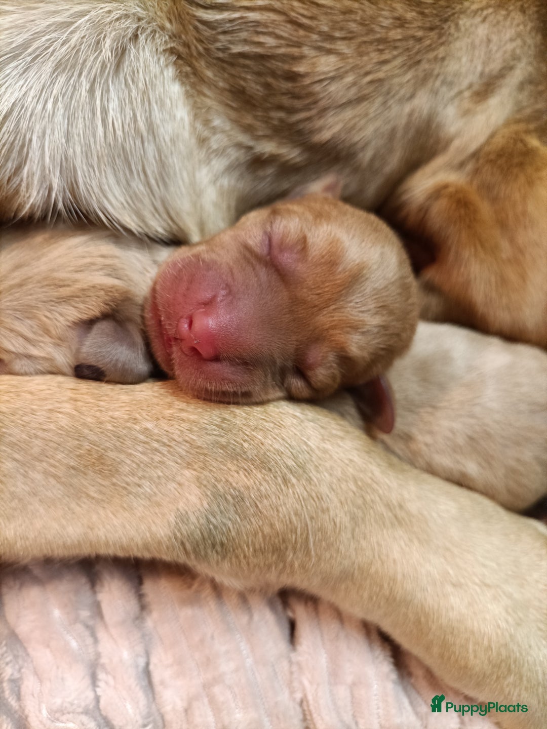 Labrador Retriever honden te koop: RED FOX/BLONDE LABRADORS  GELEGENHEIDS NESTJE ♥️ - Afbeelding 9