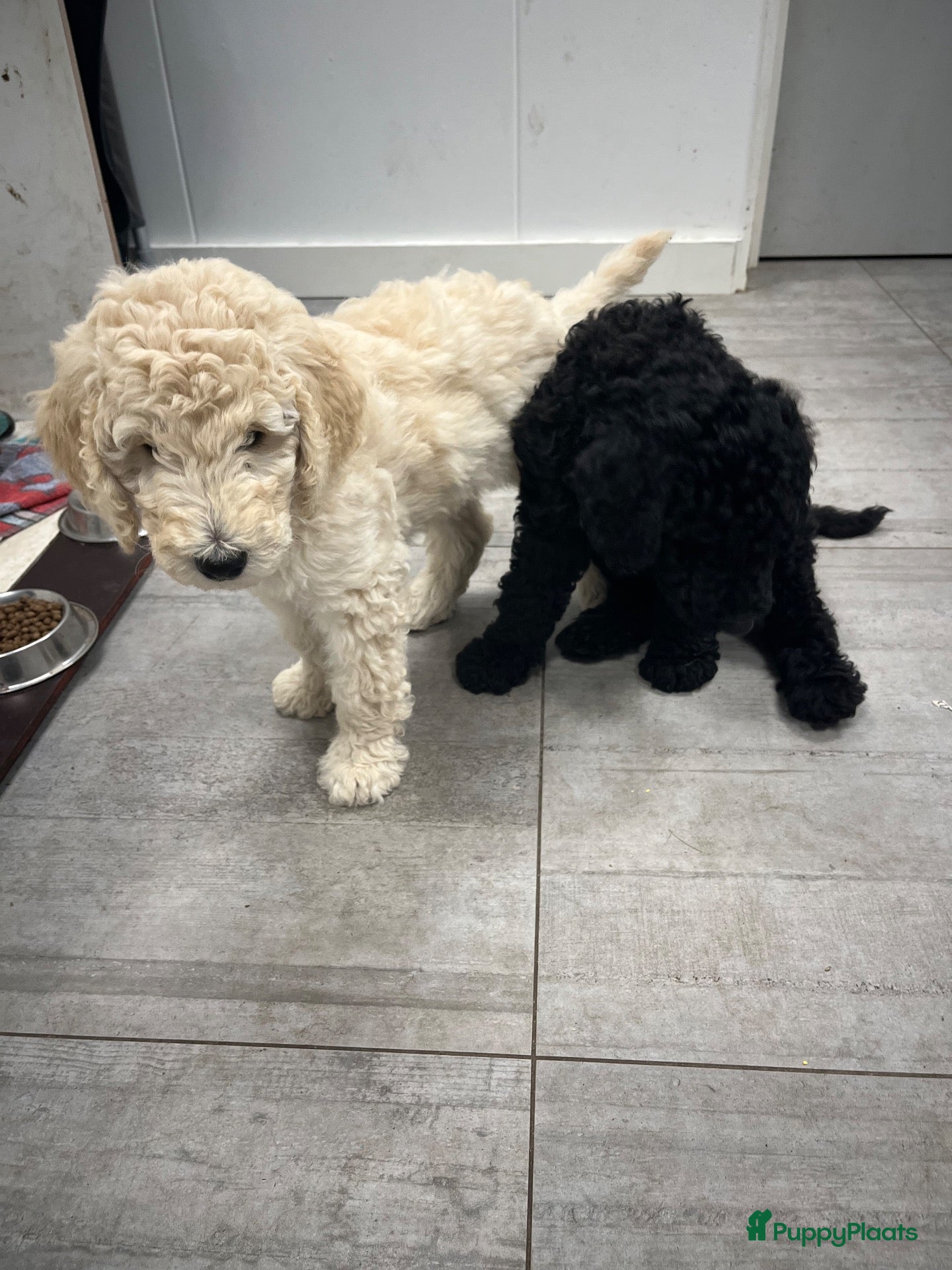 Labradoodle honden Labradoodle - Advertentie 15