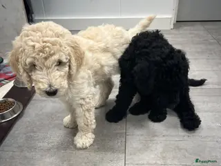 Labradoodle honden Labradoodle - Advertentie 15