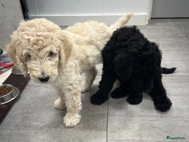 Labradoodle honden Labradoodle - Advertentie 4