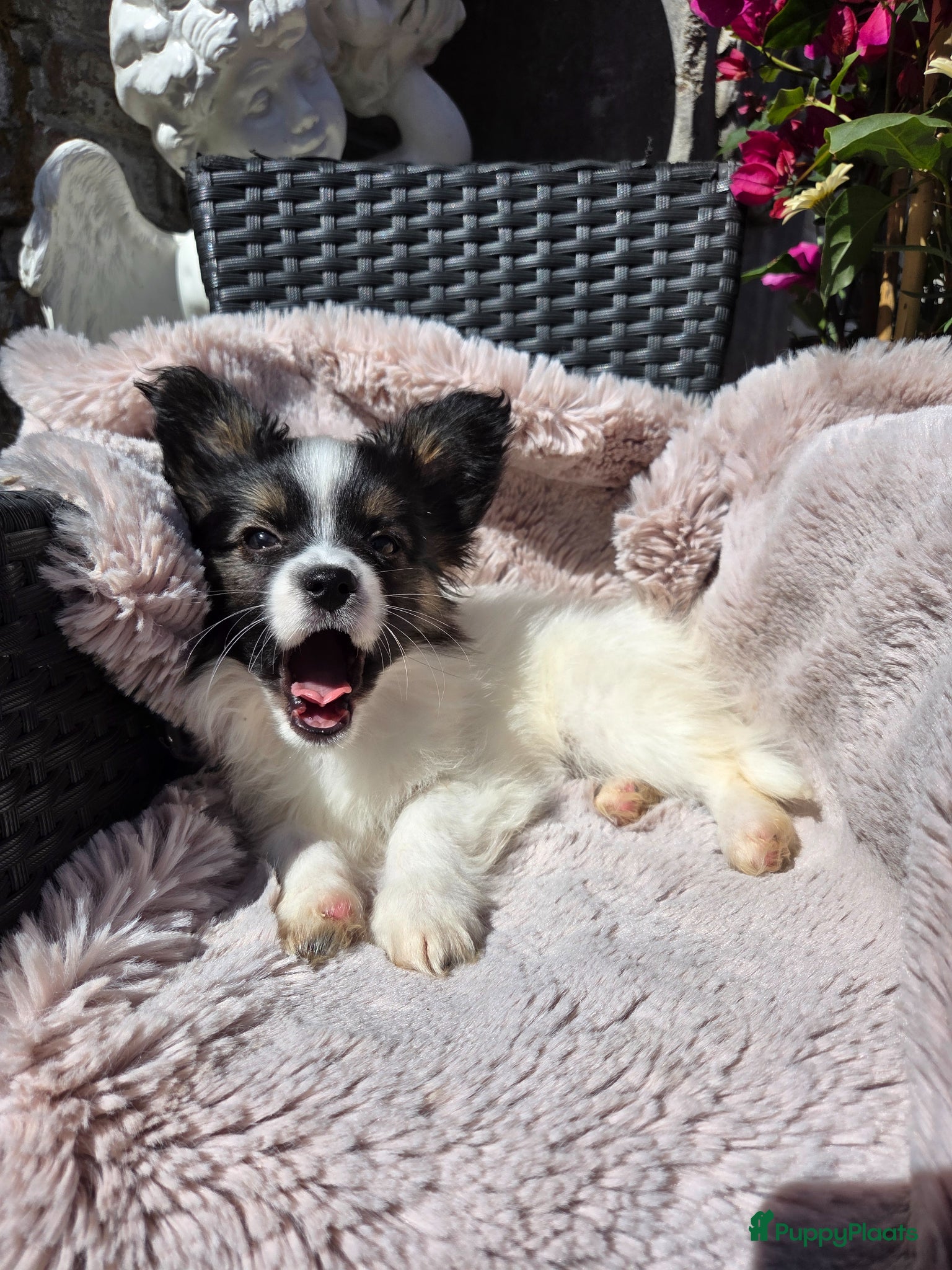 Vlinderhondje honden Vlinderhond papillon reutjes beschikbaar FCI - Advertentie 1