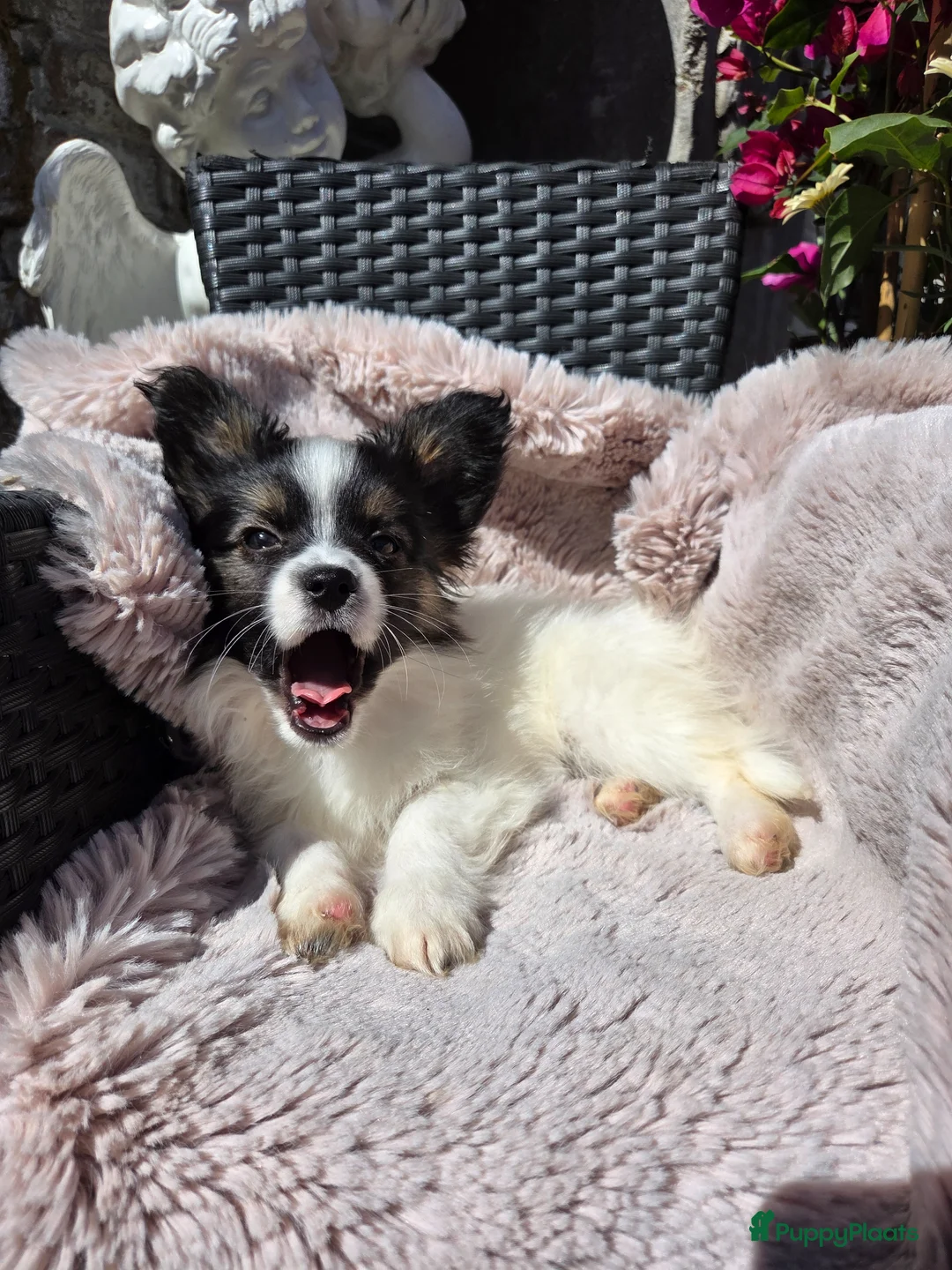 Vlinderhondje honden te koop: Vlinderhond papillon reutjes beschikbaar FCI in De Zilk - Advertentie 1