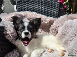 Vlinderhondje honden Vlinderhond papillon reutjes beschikbaar FCI - Advertentie 1