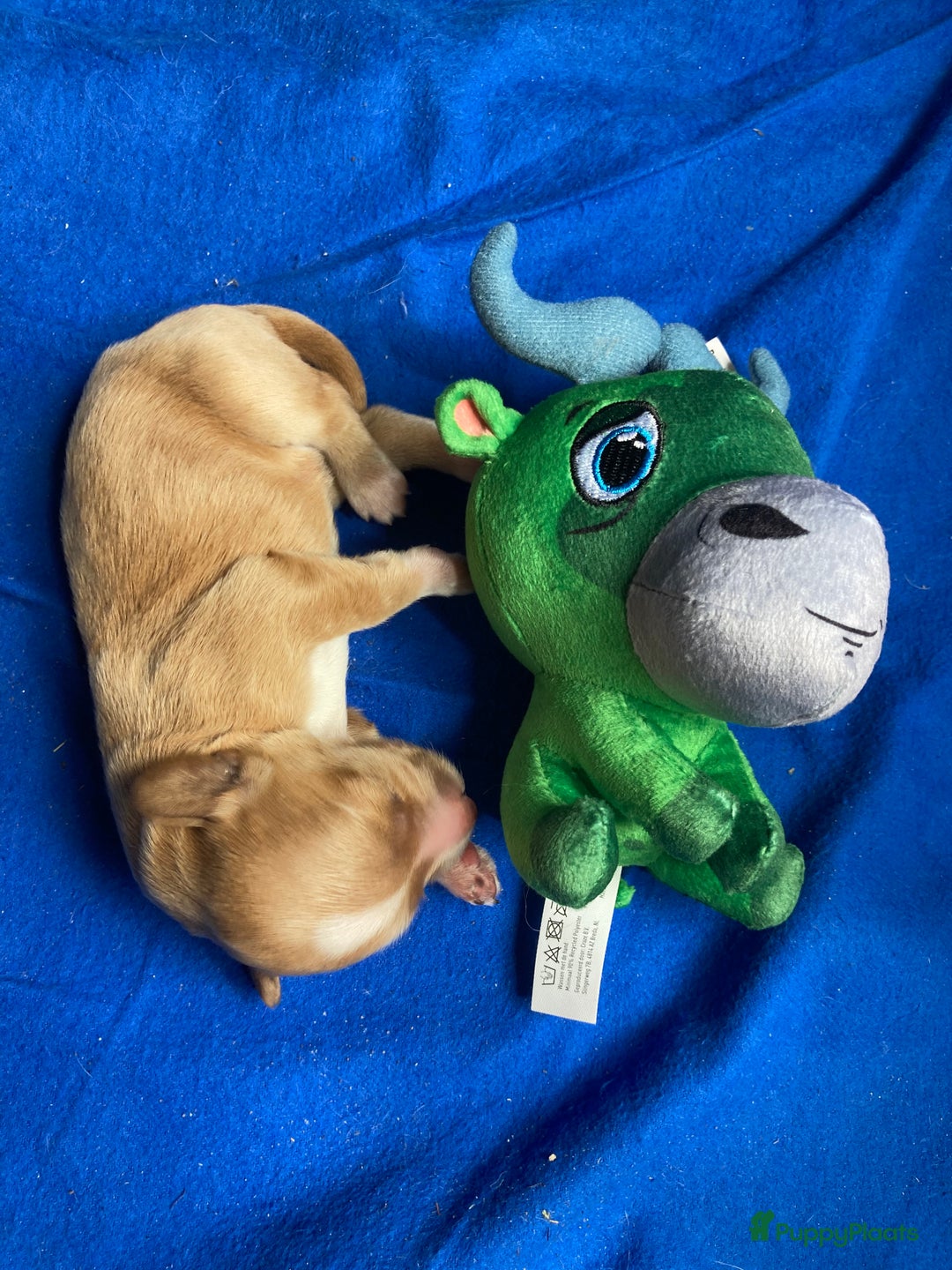 Labradoodle honden te koop: Medium labradoodle pups - Afbeelding 8