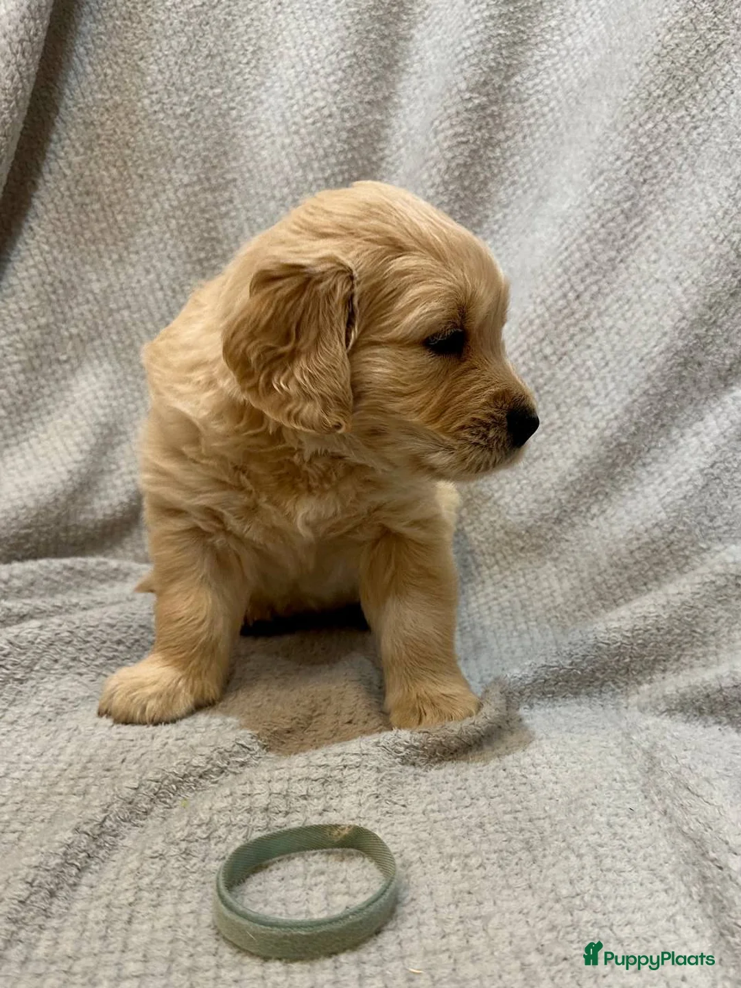 Golden Retriever honden te koop: Golden Retriever pups  - Advertentie 2