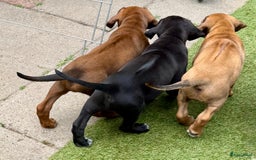 Rhodesian Ridgeback honden te koop: "Prachtige kruising Rhodesians"  in Bavel - Afbeelding 23