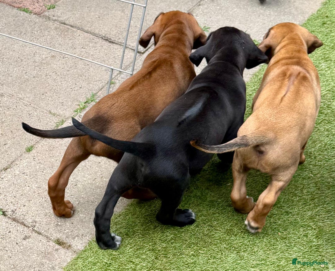 Rhodesian Ridgeback honden te koop: "Prachtige kruising Rhodesians"  in Bavel - Afbeelding 23