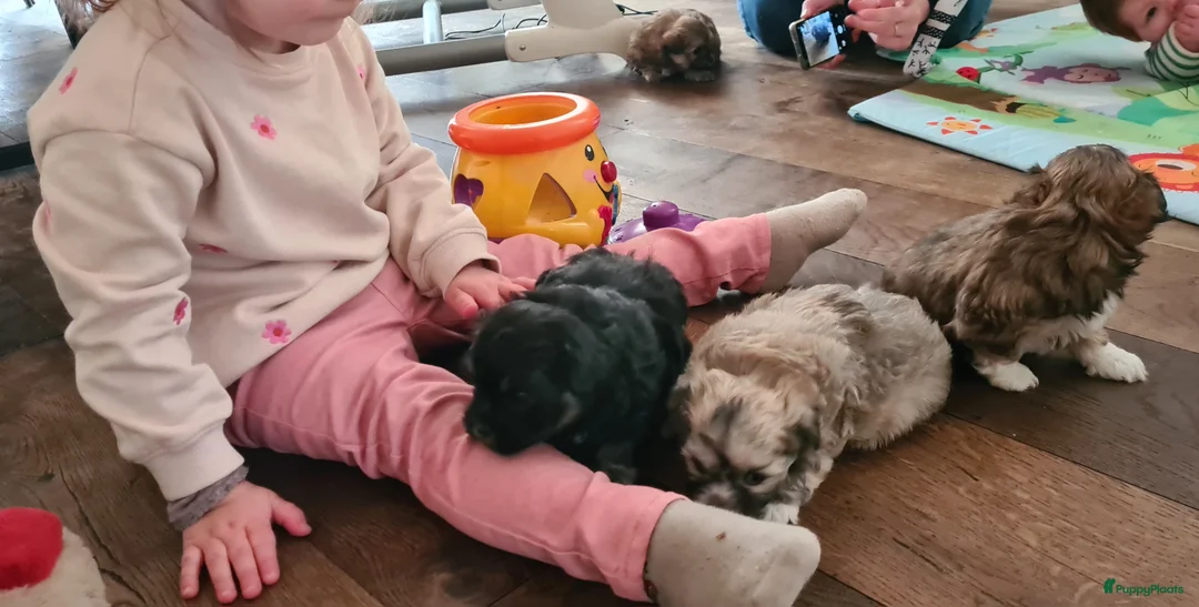 Maltipom honden te koop: Prachtig Lieve,shipom in ons gezin opgegroeid - Advertentie 5