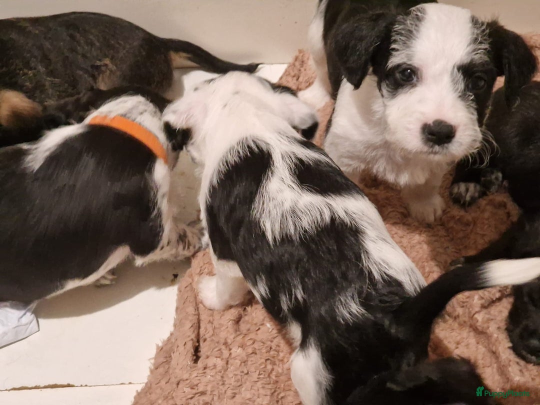 Kruising honden te koop: Eenmalig  engelse staff en lagotto romagnolo mix  - Advertentie 4