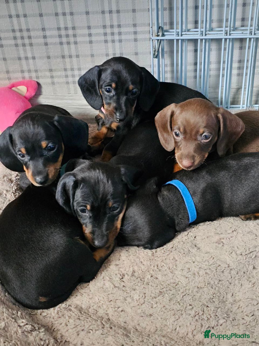 Teckel (korthaar)  honden te koop: Teckel puppy - Advertentie 2