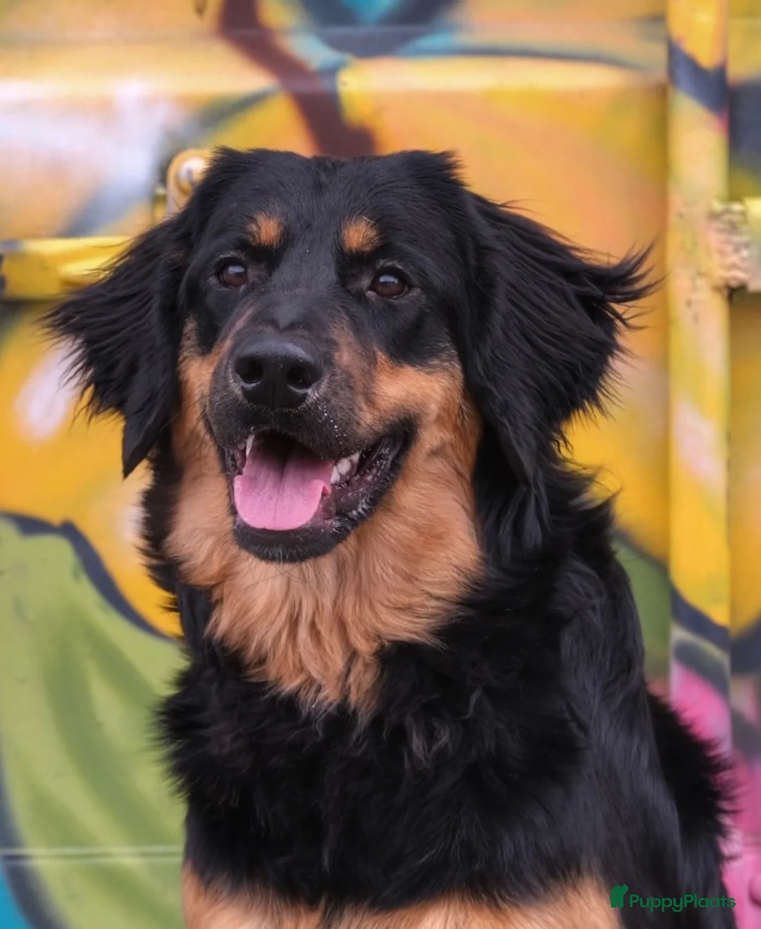 Galerij afbeelding {{count}}