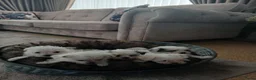 Boomer honden te koop: Prachtige boomer pups uit 1 malig gelegenheid nest - Advertentie 31