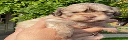 Boomer honden te koop: Boomerpups - Advertentie 21