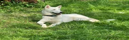 Kruising honden te koop:  Husky kruising dobermans is netjes  - Advertentie 3