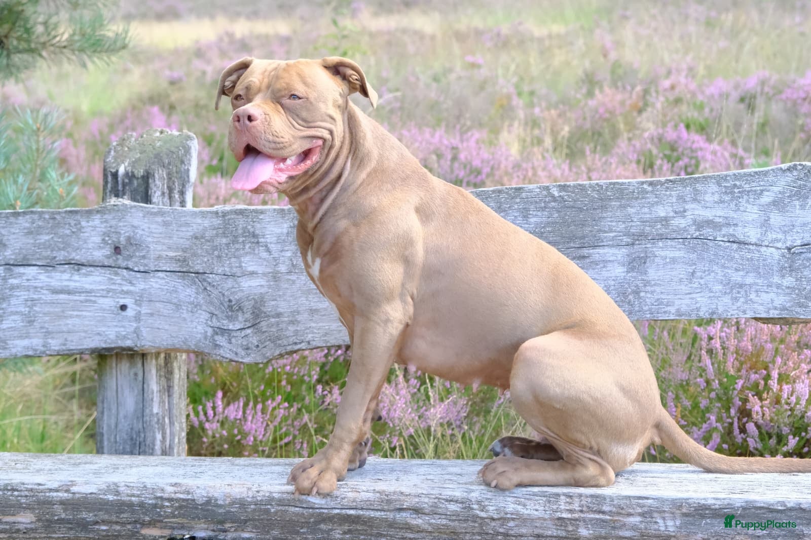 Kruising honden Pitbull x Amerikaanse Stafford pups - Advertentie 9