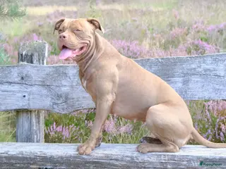 Kruising honden Pitbull x Amerikaanse Stafford pups - Advertentie 9