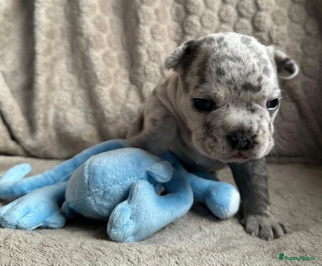 Franse Bulldog honden te koop: Franse Bulldog pups - Advertentie 9