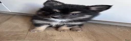 Pomsky honden te koop: 6 pomskys - Advertentie 23