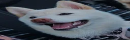 Kruising honden te koop: Shiba inu x pomsky 10 maanden - Advertentie 2