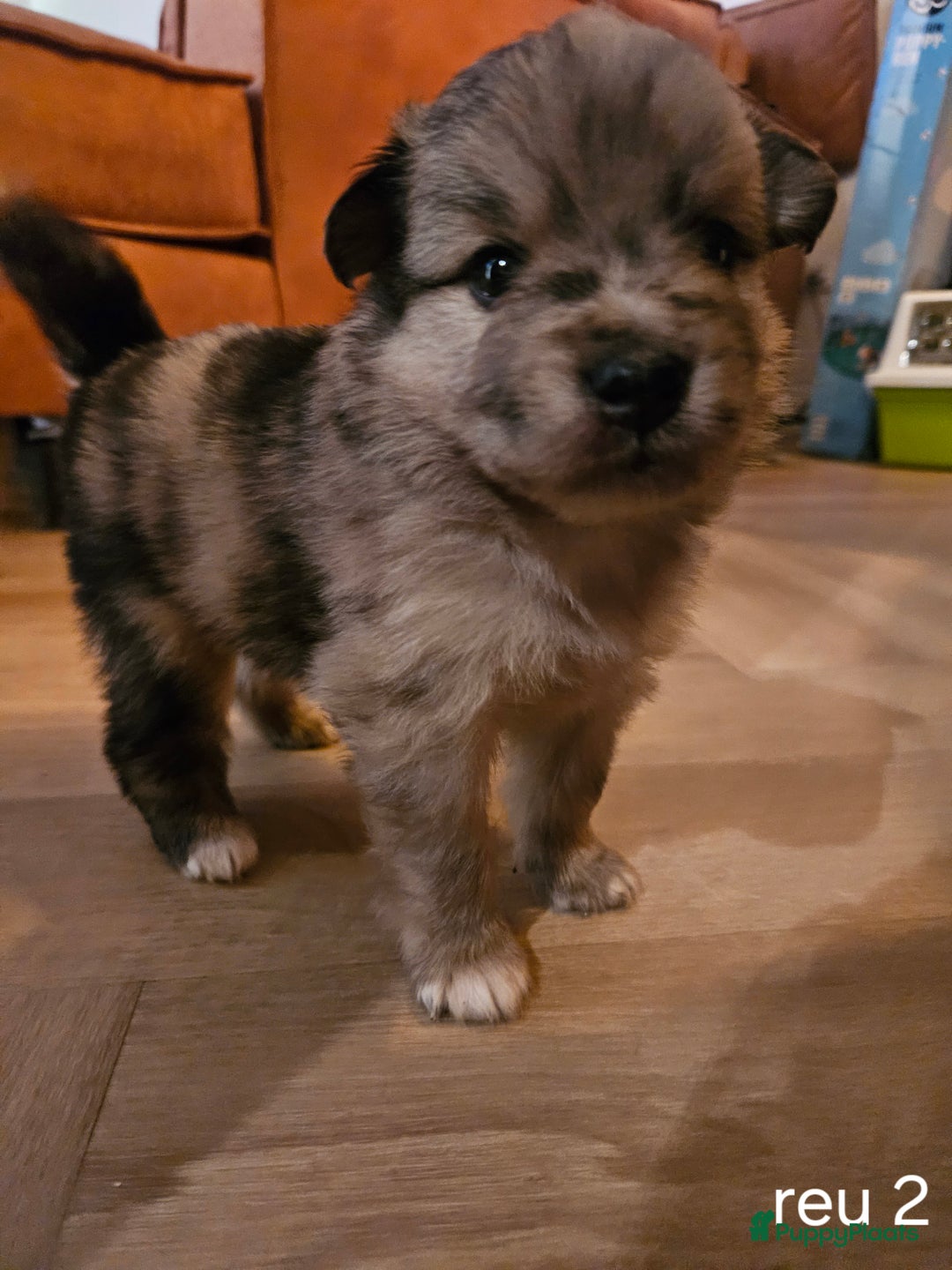 Kruising honden te koop: knappe keeshond x border collie puppy's te koop - Advertentie 8