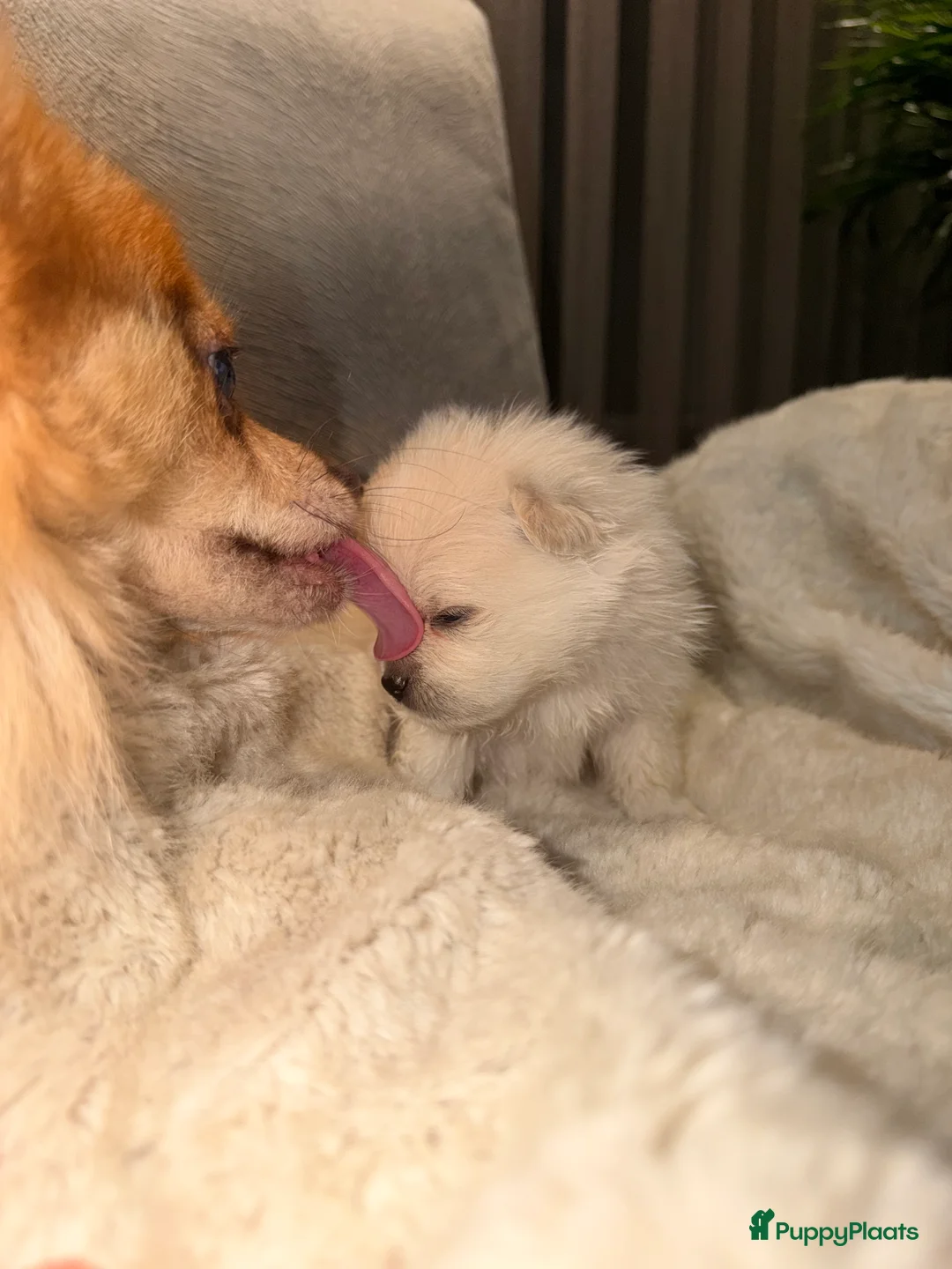 Pomeriaan honden te koop: Pomeriaan pups - Advertentie 11