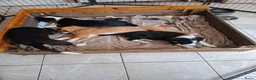Kruising honden te koop: lieve kruising Beagle - Advertentie 2