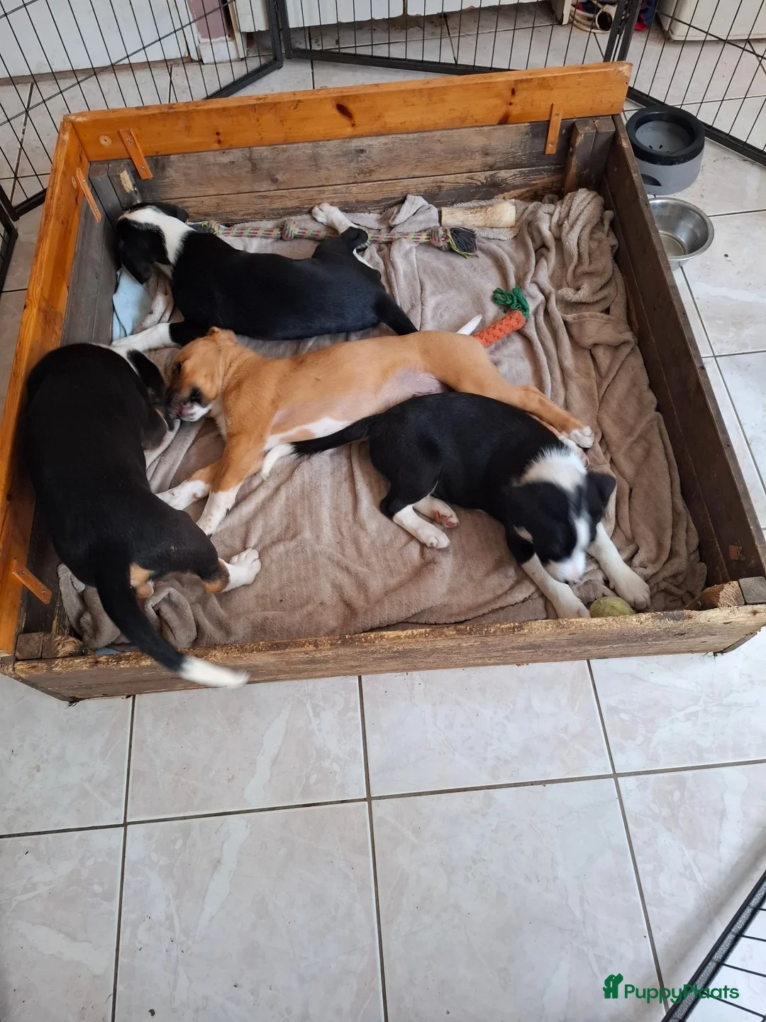 Kruising honden te koop: lieve kruising Beagle - Advertentie 2