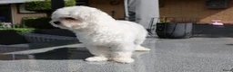 Maltezer honden ter dekking: Maltezer dek reu - Advertentie 2